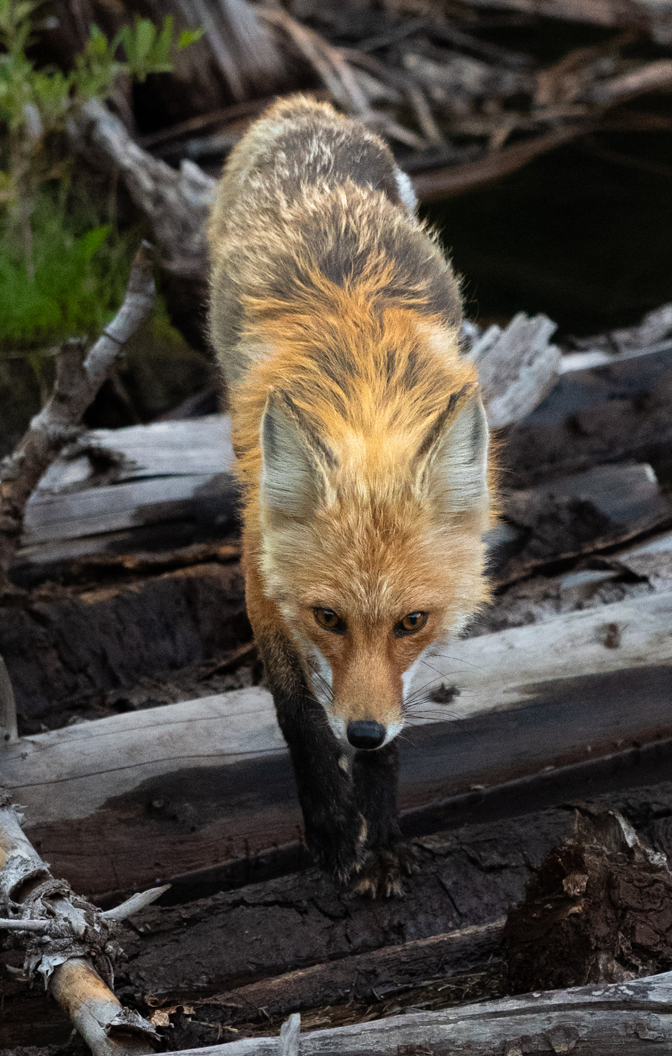 A red fox walks straight toward the camera across fallen logs, head low and eyes fixed on the lens, its ears rimmed with sunlight.