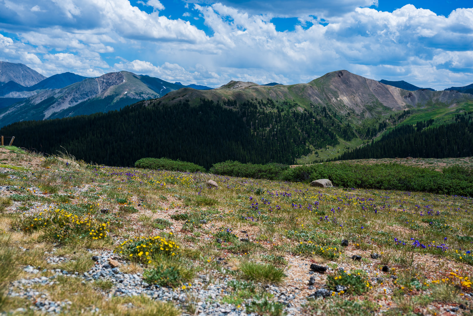 Yellow and purple flowers dot a gravelly slope that drops past low shrubs to dark conifer forest, with bare brown peaks and big white clouds beyond.