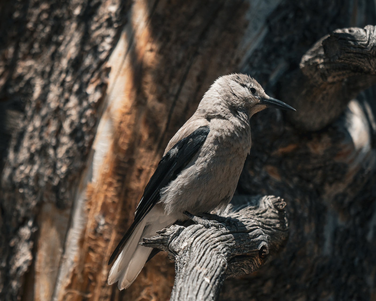 A Clark's nutcracker perches in profile on a dead branch stub, its grey body and black wing set against blurred orange and grey bark.